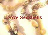 Dove Seashells
